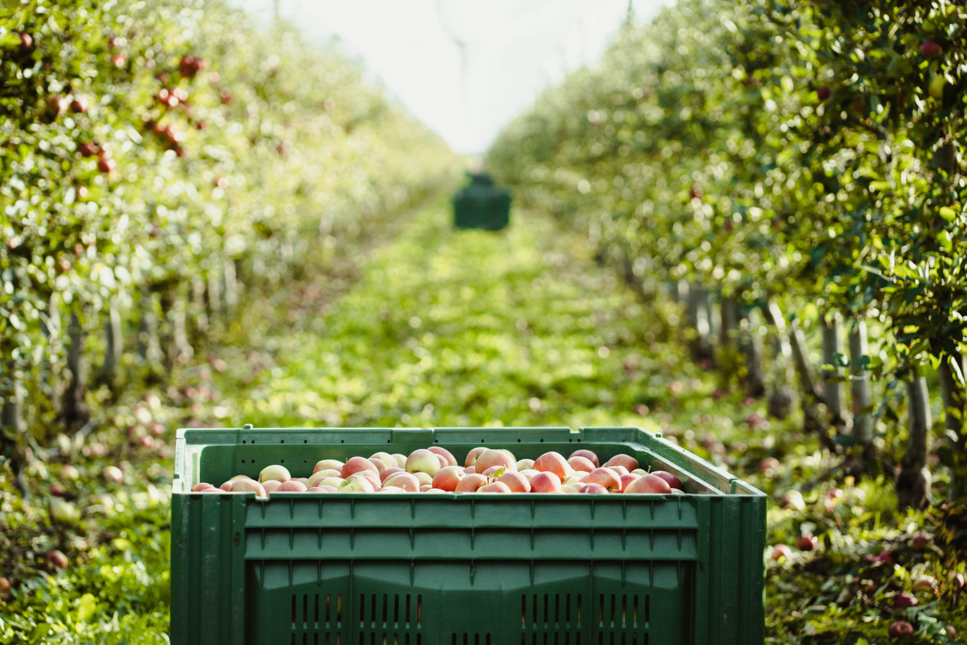 Erntefrische Äpfel in grüner Kiste zwischen Apfelbaumreihen auf dem Obsthof Werner in Ingelheim
