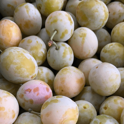 Frisch geerntete Mirabellen vom Obsthof Werner in Ingelheim