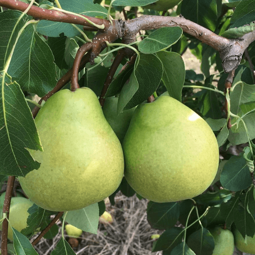 Zwei große Birnen am Baum – Anbau auf dem Obsthof Werner in Ingelheim