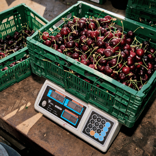 Frisch geerntete Kirschen in grüner Kiste auf digitaler Waage auf dem Obsthof Werner in Ingelheim