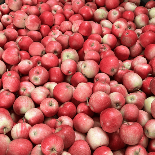 Rot-rosafarbene Äpfel in großer Menge – sortierte Apfelernte auf dem Obsthof Werner in Ingelheim