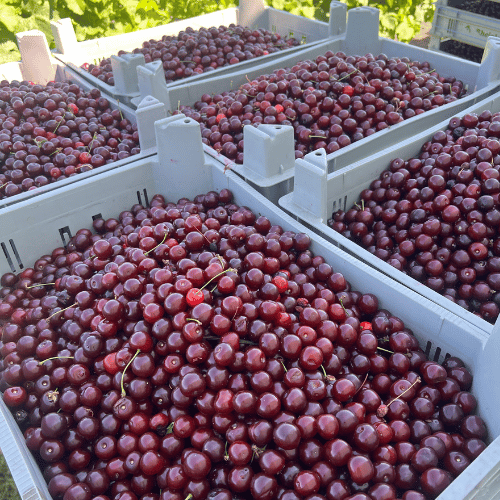 Frisch geerntete Sauerkirschen in grauen Kisten auf dem Obsthof Werner in Ingelheim – bereit für Weiterverarbeitung und Handel
