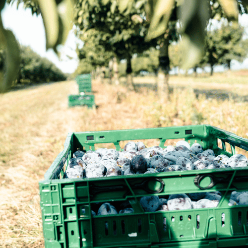 Frisch geerntete Zwetschgen in grünen Kisten auf der Obstplantage des Obsthof Werner in Ingelheim