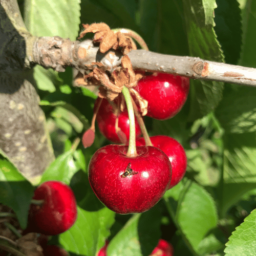 Reife Süßkirschen mit Insekt am Baum auf dem Obsthof Werner in Ingelheim – natürlich gewachsener Obstbau