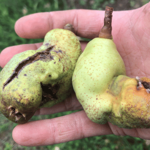 Verformte Birnen in der Hand – Schadbild bei der Obstkontrolle auf dem Obsthof Werner in Ingelheim