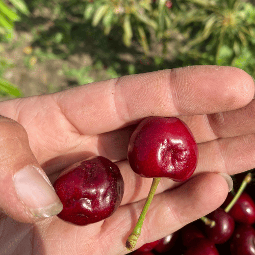 Hand mit frischen Süßkirschen direkt vom Baum auf dem Obsthof Werner in Ingelheim