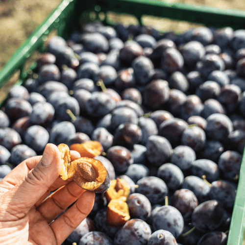 Entsteinte Zwetschgen frisch vom Obsthof Werner in Ingelheim – ideal für Verarbeitung & Direktvermarktung