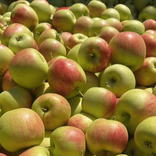 Frisch geerntete Äpfel aus regionalem Anbau auf dem Obsthof Werner in Ingelheim