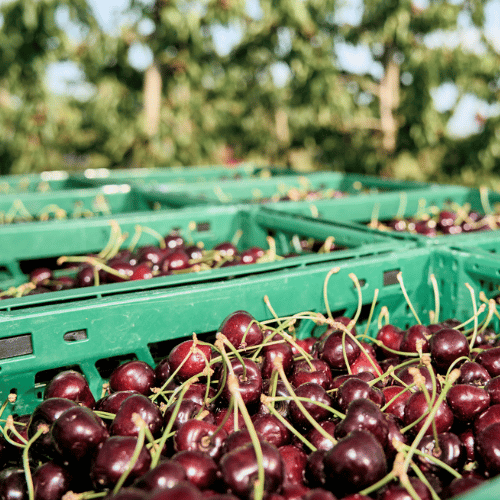 Frisch geerntete Süßkirschen in grünen Kisten direkt vor der Kirschanlage des Obsthof Werner in Ingelheim