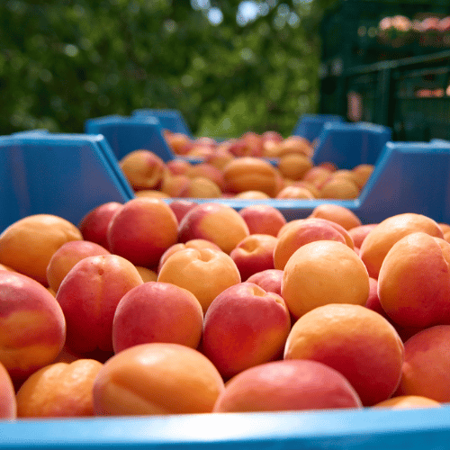 Frisch geerntete Aprikosen in blauen Kisten auf dem Obsthof Werner in Ingelheim
