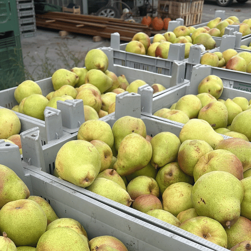 Frisch geerntete Birnen in grauen Kisten vor dem Obsthof Werner in Ingelheim