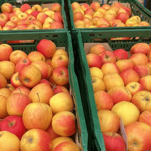 Frisch geerntete Äpfel in grünen Kisten vom Obsthof Werner in Ingelheim