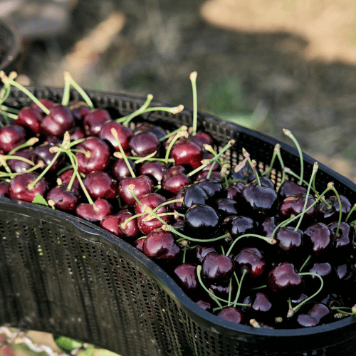 Frisch geerntete Süßkirschen in Erntekiste auf dem Obsthof Werner in Ingelheim