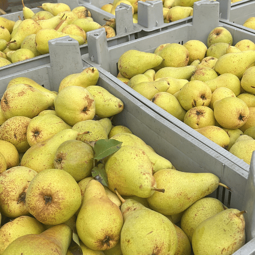 Frisch geerntete Birnen in Kisten – Obsthof Werner in Ingelheim bietet regionale Birnenernte für Großhandel & Direktverkauf