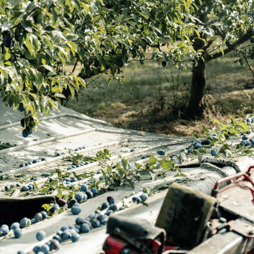 Zwetschgenernte mit Erntemaschine auf dem Obsthof Werner in Ingelheim